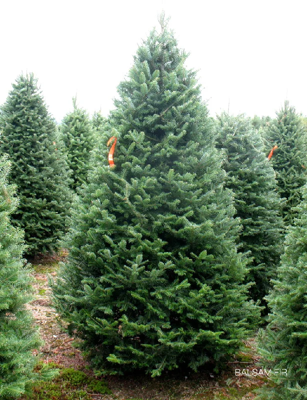 Premium Balsam Fir <br> Christmas Tree Delivery 2024